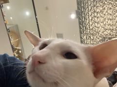 -飞行喵MR PILOT|猫舍·猫咖(静安大融城店)