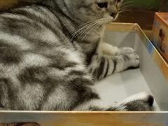 -猫猫幼稚园·撸猫·桌游·电玩