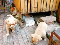 -半坡九号老挝冰咖啡
