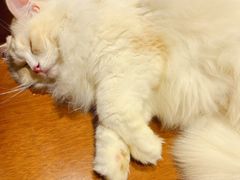 -藏猫猫咖啡主题馆(中央大道店)