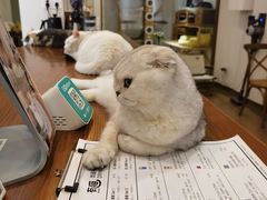 -有猫主题·治愈系猫咖(曾厝垵店)