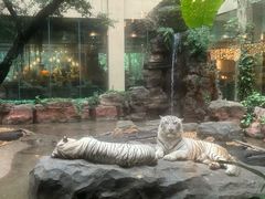 -白虎自助餐厅·真老虎·景观自助餐厅(广州长隆酒店)