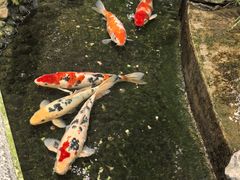 -小榄公饭店·岭南庭院餐厅(民安北路店)