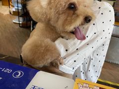 -宠颐生斯嘉宠物医院·急重症·心内科(谷阳北路分院)