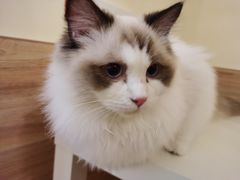 -滚猫咖啡·猫咖·猫友好撸猫(未来城店)