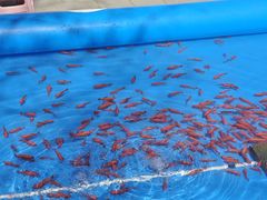 -朝阳公园游乐园