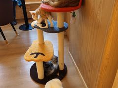 -猫腻·猫咖·撸猫馆(星光大道店)