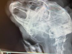 -艾贝尔宠物医院·24H转诊中心·肿瘤猫专科(江宁双龙店)