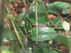 -正佳雨林生态植物园