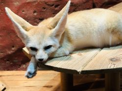 -Zoolung Zoolung动物主题公园(海信广场店)