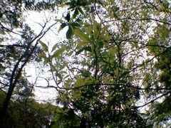android_upload_pic-广州市石门国家森林公园