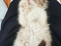 -瑞派·关忠动物医院·猫专科·犬专科(三环新城店)