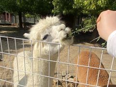 -武汉紫薇都市田园