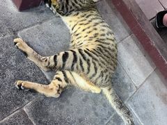 -迪拜黄金市场
