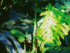 -中国科学院西双版纳热带植物园