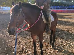 -北京群众马术培训基地