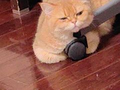 -宠爱国际动物医院· 猫科· 外科·中兽医(长白店)