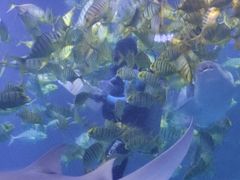 -太平洋海底世界