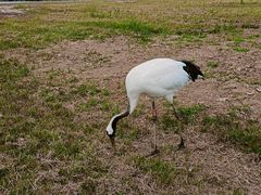 -盐城丹顶鹤湿地生态旅游区