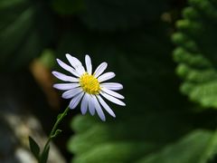-枸杞岛