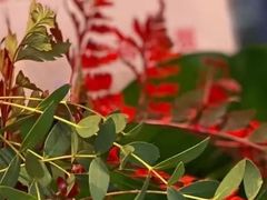 -糖朝(尖沙咀店)