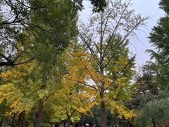 -香山公园