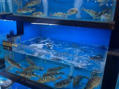 河豚-莆鑫海鲜城(浏河店)