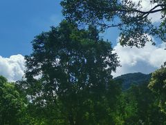 -深圳仙湖植物园-停车场