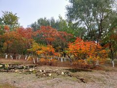 -长白岛森林公园