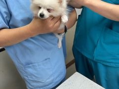 -宠颐生宠物医院·异宠猫科内科·诊疗中心宠巢店