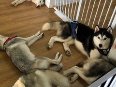 -Husky Go! 哈士奇体验馆·宠物咖啡厅狗咖