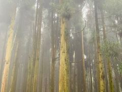 -铁山坪森林公园