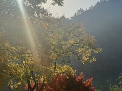 -径山花海