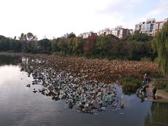-新江湾城公园