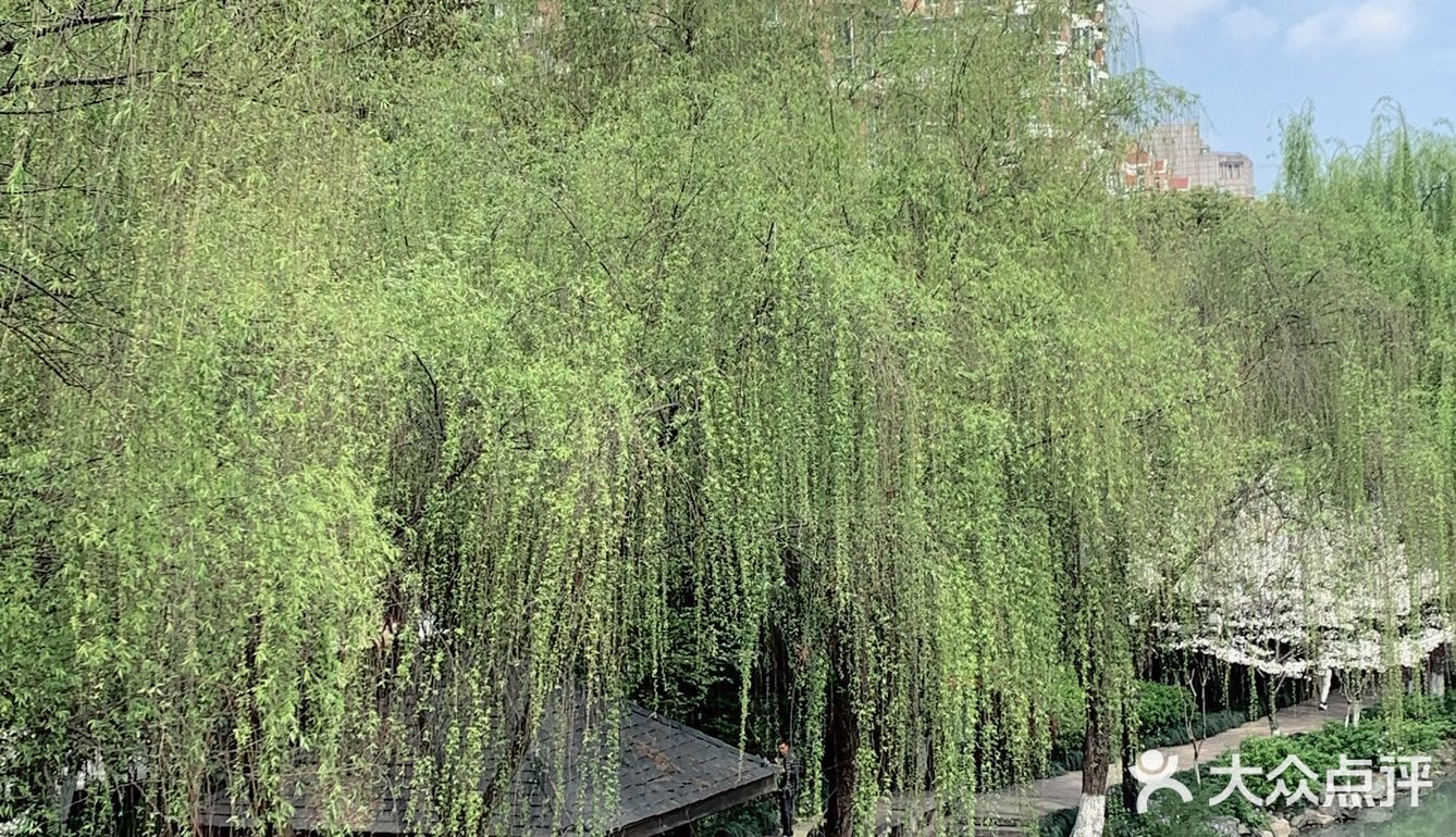 雨前再拍一次樱花｜葵巷