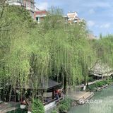 雨前再拍一次樱花｜葵巷