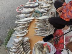 -洪湖生态旅游区