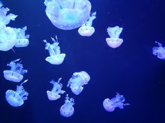 -成都浩海立方海洋公园