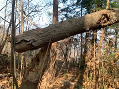 -素山寺森林公园