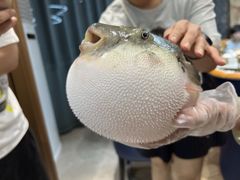 -鲐赏河豚(长寿店)