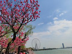 -无锡蠡湖国家湿地公园-蠡园