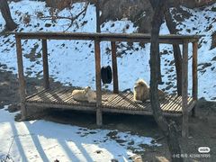 -石家庄市动物园