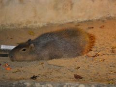 -清迈夜间动物园