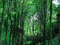 -宜兴龙背山森林公园