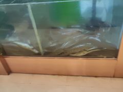 -百岁我家酸菜鱼(龙湾万达店)