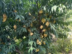 -老袁家蜜桃农场·阳山水蜜桃