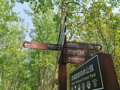 -合肥滨湖国家森林公园