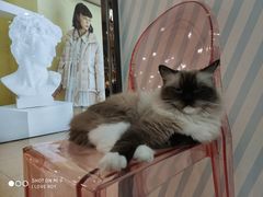 -糯米喵星人·撸猫猫舍咖啡馆(西市场嘉华店)