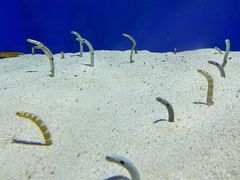 -上海海洋水族馆