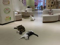 -藏猫猫咖啡主题馆(中央大道店)